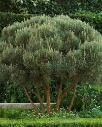 Attēlu rezultāti vaicājumam “Pinus sylvestris var. borussica”