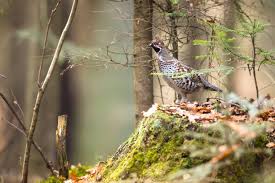 Attēlu rezultāti vaicājumam “Tetrastes bonasia juvenile”