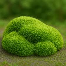 Attēlu rezultāti vaicājumam “moss”