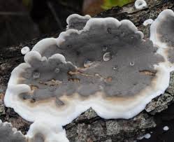 Attēlu rezultāti vaicājumam “Skeletocutis stellae”