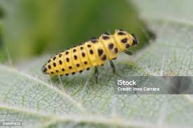 Attēlu rezultāti vaicājumam “Psyllobora vigintiduopunctata”