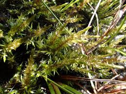 Attēlu rezultāti vaicājumam “Calliergon giganteum”