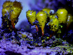 Attēlu rezultāti vaicājumam “Collaria rubens macro”