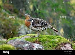 Attēlu rezultāti vaicājumam “Tetrao urogallus female”
