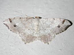 Attēlu rezultāti vaicājumam “Macaria signaria”