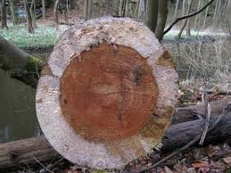 Attēlu rezultāti vaicājumam “Radulomyces confluens”