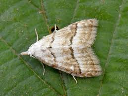 Attēlu rezultāti vaicājumam “Nola aerugula”