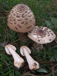 Attēlu rezultāti vaicājumam “Macrolepiota rhacodes var. bohemica”