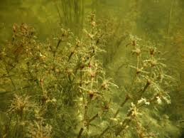 Attēlu rezultāti vaicājumam “Najas tenuissima”