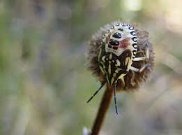 Attēlu rezultāti vaicājumam “Carpocoris sp.”