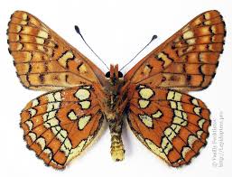 Attēlu rezultāti vaicājumam “Euphydryas maturna pupa”