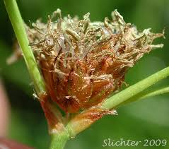 Attēlu rezultāti vaicājumam “Schoenoplectus lacustris subsp. glaucus bud”