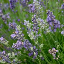 Attēlu rezultāti vaicājumam “Lavandula angustifolia leaf”