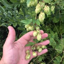Attēlu rezultāti vaicājumam “Humulus lupulus fruit”