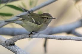 Image result for Phylloscopus humei