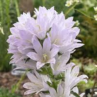 Image result for Campanula moesiaca