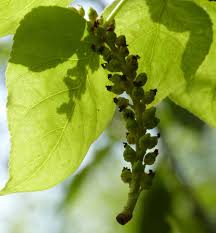 Attēlu rezultāti vaicājumam “Populus x gileadensis leaf”