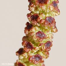 Attēlu rezultāti vaicājumam “Alnus incana female flower”