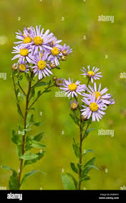 Image result for Aster amellus