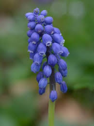 Attēlu rezultāti vaicājumam “Muscari botryoides”