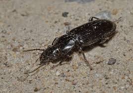 Attēlu rezultāti vaicājumam “Pterostichus aterrimus”