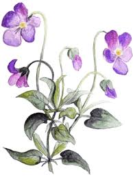 Image result for Veilchen