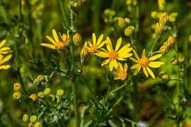 Attēlu rezultāti vaicājumam “Senecio vernalis leaf”