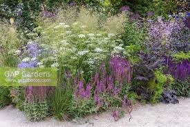 Attēlu rezultāti vaicājumam “Cenolophium denudatum”