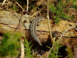 Attēlu rezultāti vaicājumam “Lacerta agilis female”