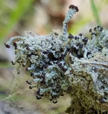 Attēlu rezultāti vaicājumam “Symphytocarpus flaccidus sessile”