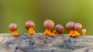 Attēlu rezultāti vaicājumam “Physarum obscurum plasmodium”