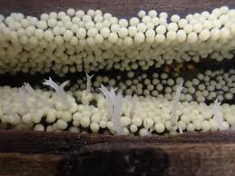 Attēlu rezultāti vaicājumam “Lamproderma violaceum spores”