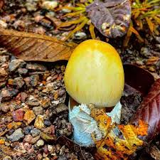 Attēlu rezultāti vaicājumam “Diachea subsessilis young”