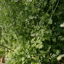 Afbeeldingsresultaat voor grubbs mystery green tomato