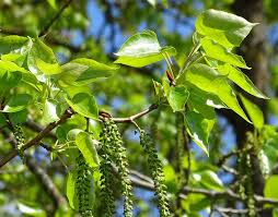 Attēlu rezultāti vaicājumam “Populus x lettland”