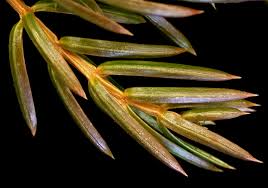 Attēlu rezultāti vaicājumam “Juniperus communis leaf”
