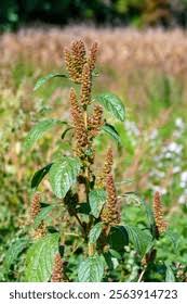 Attēlu rezultāti vaicājumam “Amaranthus retroflexus flower”