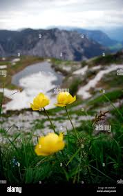 Attēlu rezultāti vaicājumam “Trollius europaeus flower”