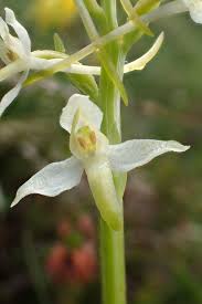 Attēlu rezultāti vaicājumam “Platanthera bifolia”