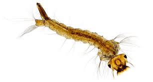 Attēlu rezultāti vaicājumam “larva”