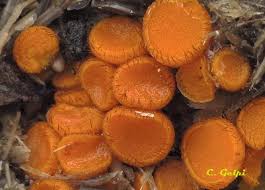 Attēlu rezultāti vaicājumam “Cheilymenia stercorea”