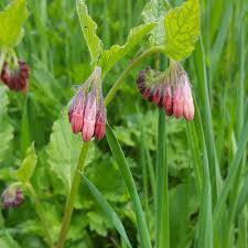 Attēlu rezultāti vaicājumam “Symphytum officinale bud”