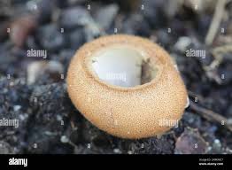 Attēlu rezultāti vaicājumam “Humaria hemisphaerica”