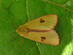 Attēlu rezultāti vaicājumam “Diacrisia sannio male”