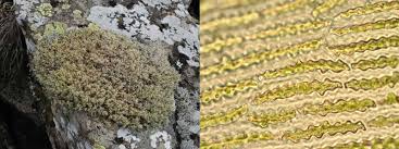 Attēlu rezultāti vaicājumam “Racomitrium heterostichum”