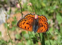 Attēlu rezultāti vaicājumam “Lycaena alciphron underside”