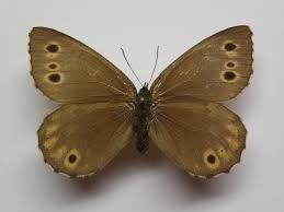 Attēlu rezultāti vaicājumam “Oeneis jutta”