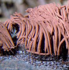 Attēlu rezultāti vaicājumam “Stemonitis herbatica macro”