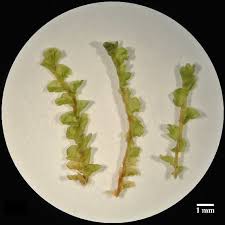 Attēlu rezultāti vaicājumam “Tritomaria”