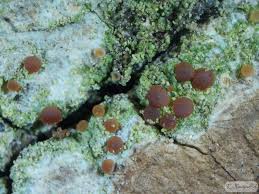 Attēlu rezultāti vaicājumam “Bacidia rubella”